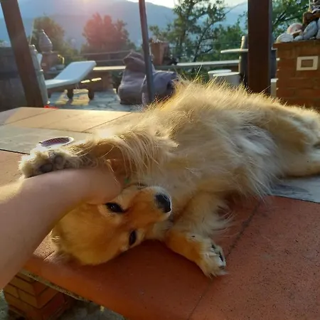 Lice Verici 公寓式酒店 卡萨察利古勒