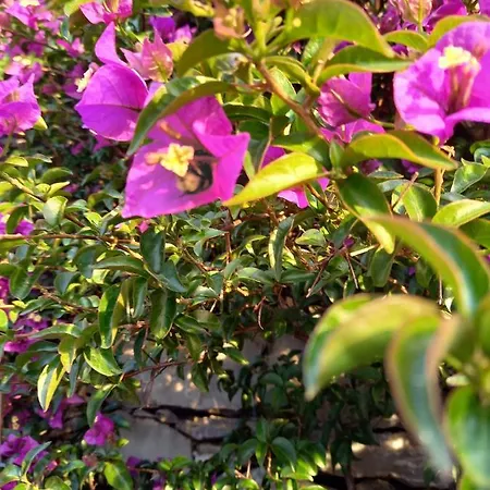 Lice Verici 公寓式酒店 卡萨察利古勒