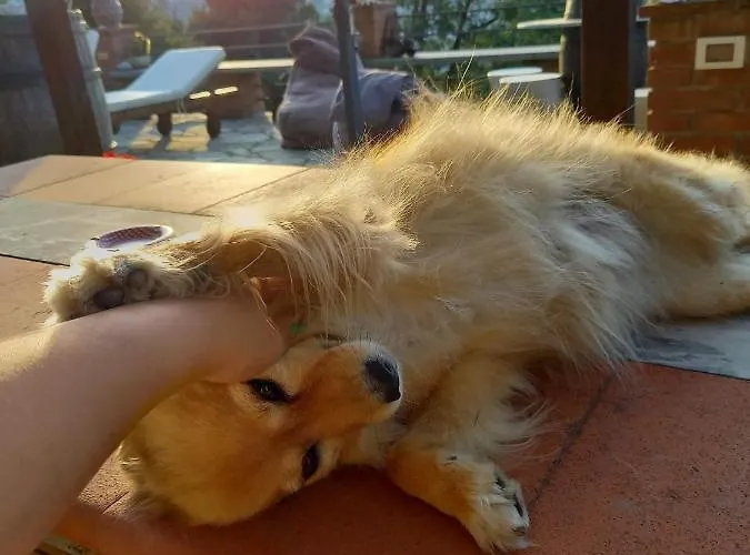 Lice Verici Aparthotel Casarza Ligure