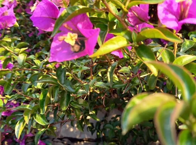 Lice Verici Aparthotel Casarza Ligure