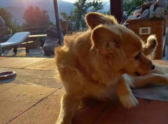 Lice Verici 4* Casarza Ligure